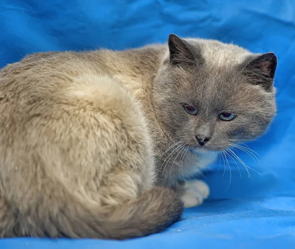 Beau Chat Siamois Aux Yeux Bleus Sur Fond Bleu — Photo