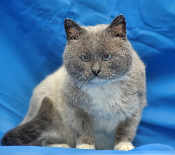 Hermoso Gato Siamés Con Ojos Azules Sobre Fondo Azul —  Fotos de Stock