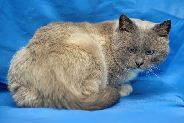 Piękny Kot Syjamski Niebieskimi Oczami Niebieskim Tle — Zdjęcie stockowe
