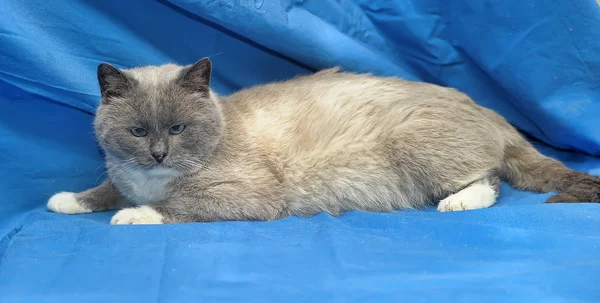 Beau Chat Siamois Aux Yeux Bleus Sur Fond Bleu — Photo