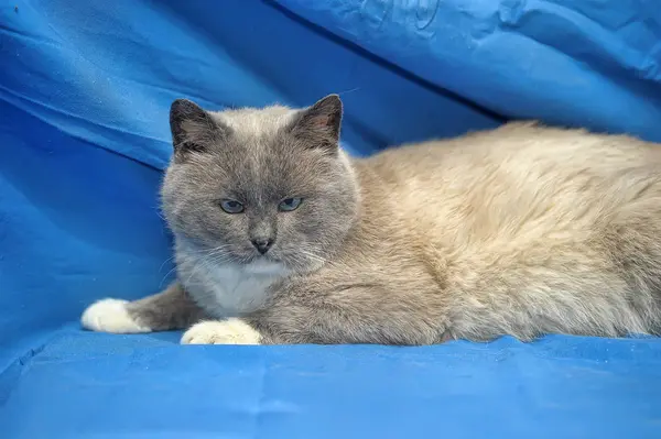 Krásná Siamská Kočka Modrýma Očima Modrém Pozadí — Stock fotografie