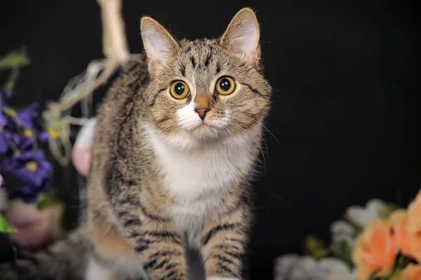 Mooie Witte Kat Met Gestreepte Naast Bloemen — Stockfoto