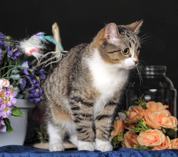 Vacker Vit Katt Med Randiga Bredvid Blommor — Stockfoto