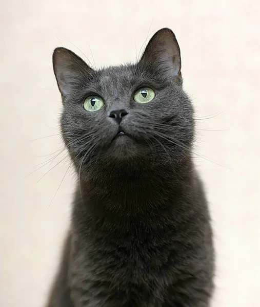 Retrato Gato Cinza Bonito Engraçado — Fotografia de Stock