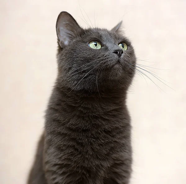 Porträtt Vacker Och Rolig Grå Katt — Stockfoto