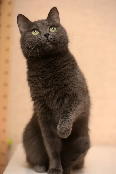 Retrato Gato Cinza Bonito Engraçado — Fotografia de Stock