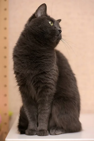Портрет Красивой Смешной Серой Кошки — стоковое фото