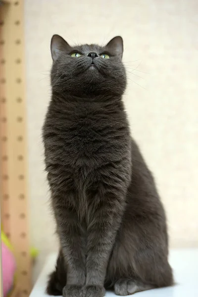 Retrato Hermoso Divertido Gato Gris —  Fotos de Stock