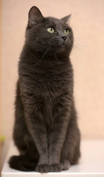 Портрет Красивой Смешной Серой Кошки — стоковое фото