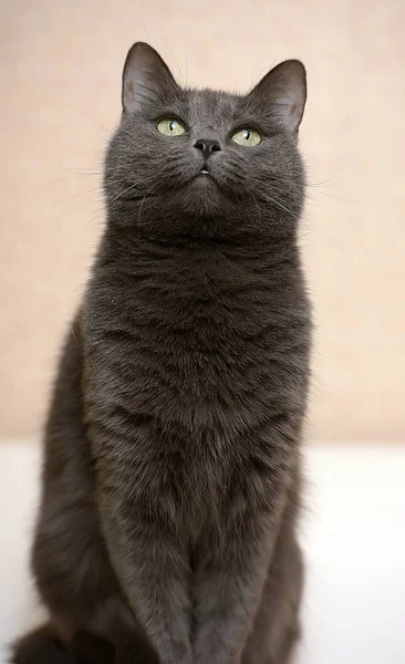 Портрет Красивого Смішного Сірого Кота — стокове фото