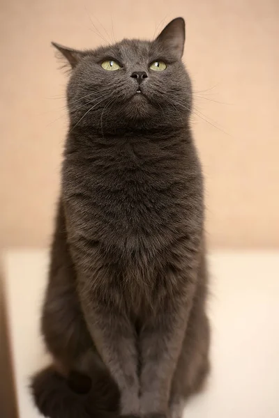 Retrato Hermoso Divertido Gato Gris — Foto de Stock