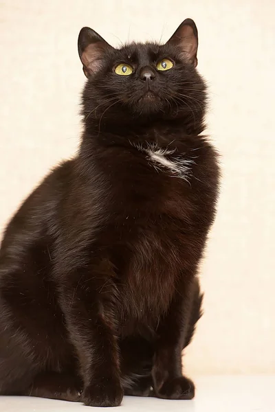 Schwarz Mit Weißem Fleck Auf Der Brust Lustige Katze Mit — Stockfoto