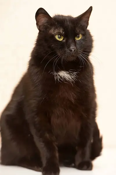 黑色的胸部白色斑点有趣的猫与一个严重的脸 — 图库照片