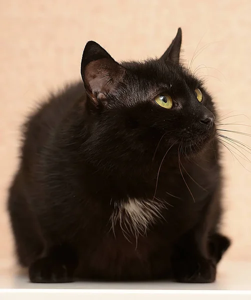 Negro Con Una Mancha Blanca Pecho Gato Divertido Con Una — Foto de Stock