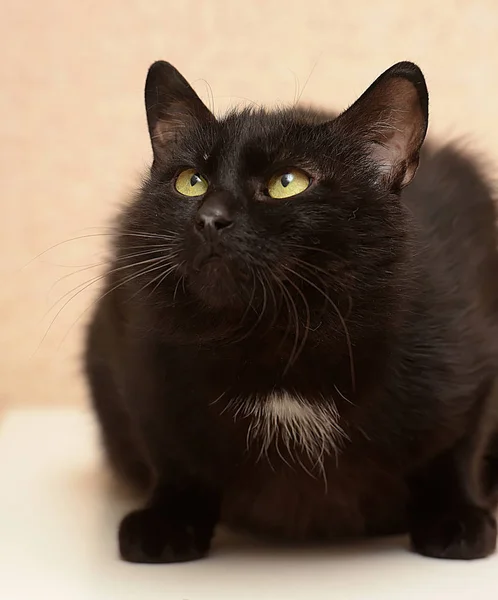 Negro Con Una Mancha Blanca Pecho Gato Divertido Con Una — Foto de Stock