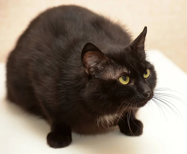 Negro Con Una Mancha Blanca Pecho Gato Divertido Con Una — Foto de Stock