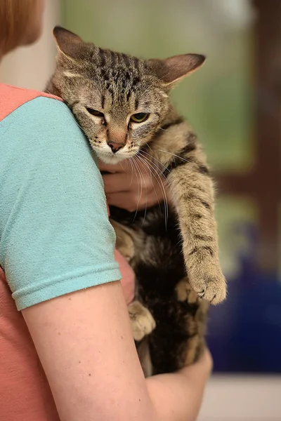 Gestreifte Kurzhaarkatze Den Armen Eines Mannes — Stockfoto