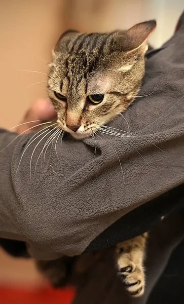 Gato Taquigrafía Rayado Los Brazos Hombre — Foto de Stock