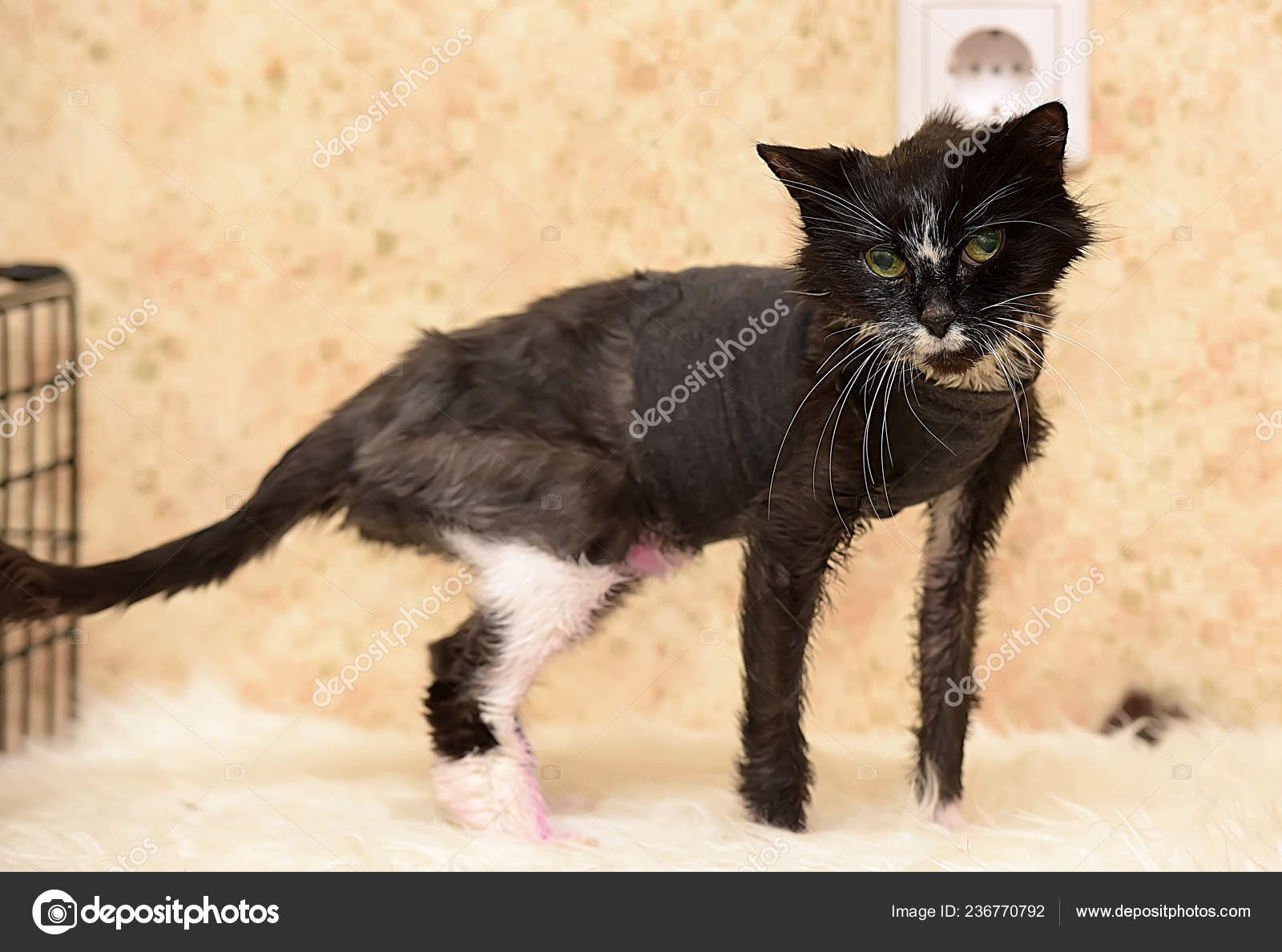 skinny black and white cat