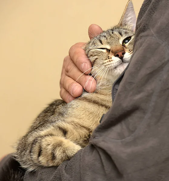 条纹短猫在一个人的怀里 — 图库照片