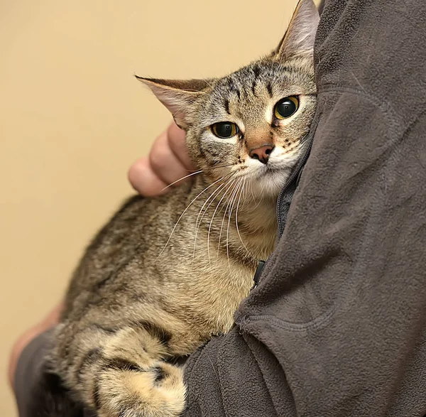 Gato Taquigrafía Rayado Los Brazos Hombre — Foto de Stock