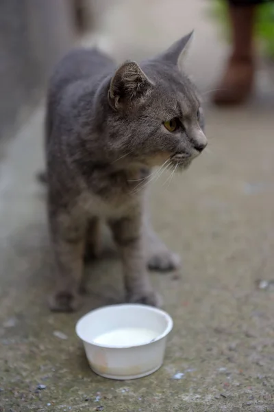 Сірий Бродячий Кіт Їсть Вулиці — стокове фото