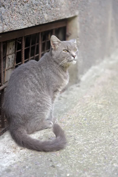 Graue Obdachlose Schielende Katze Auf Der Straße — Stockfoto