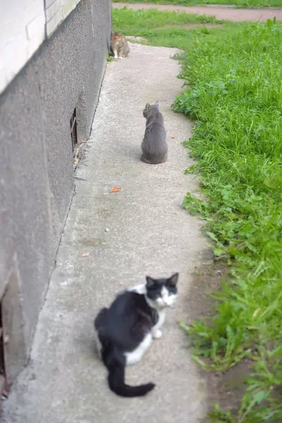 通りに3匹の野良猫 — ストック写真
