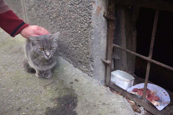 Woman Stroking Head Beautiful Stray Cat — Stock Photo, Image