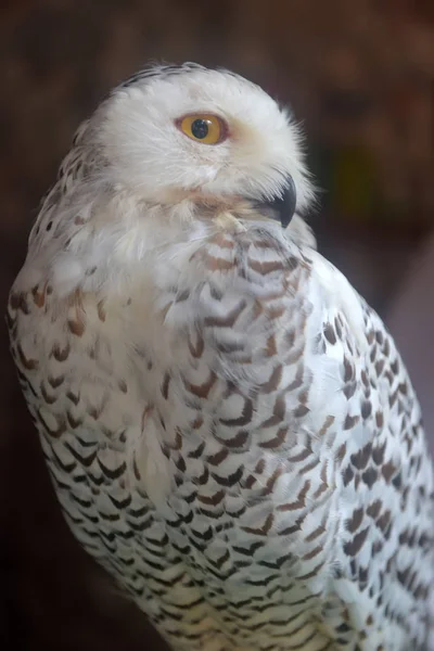 美しい雪のフクロウの肖像画 — ストック写真