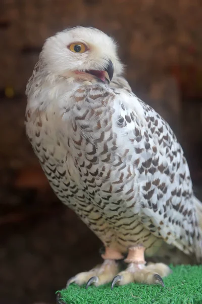 Porträtt Vacker Snö Uggla — Stockfoto