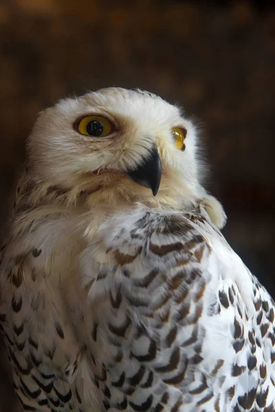 美丽的雪景猫头鹰的肖像 — 图库照片