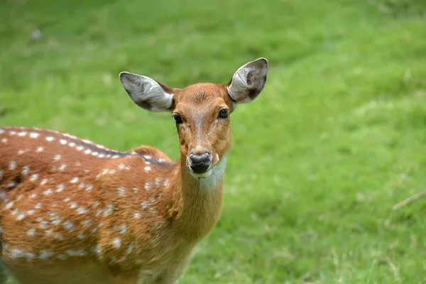 Close Fallow Deer Buck Dama Dama — Stock Photo, Image