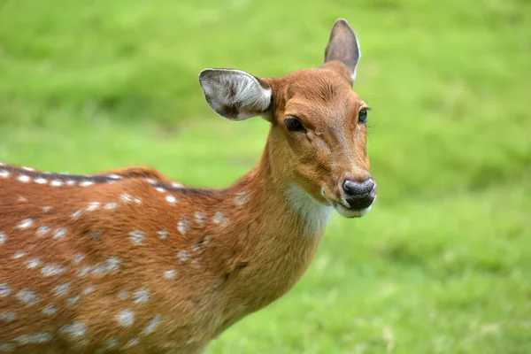 Close Fallow Deer Buck Dama Dama — Stock Photo, Image