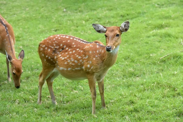 Close Fallow Deer Buck Dama Dama — Stock Photo, Image