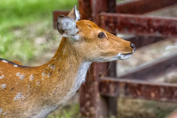 Close Fallow Deer Buck Dama Dama — Stock Photo, Image