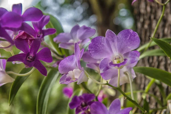 Kilka Purpurowe Kwiaty Orchidei — Zdjęcie stockowe