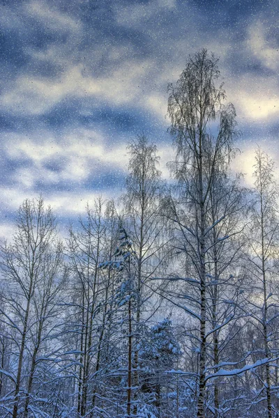 Arbres Avec Des Branches Enneigées Dans Neige Ciel Magnifique — Photo