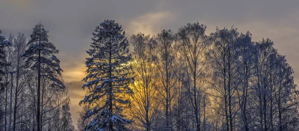 Träd Med Snötäckta Grenar Snöfall Och Vacker Himmel Solnedgången — Stockfoto