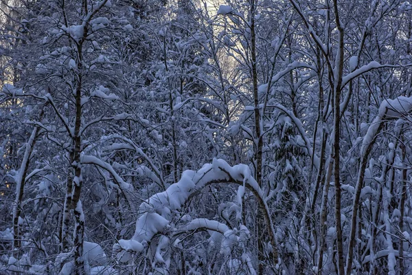 Árboles Con Ramas Nieve Nevadas — Foto de Stock