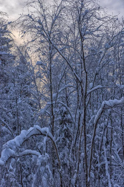 Деревья Снежными Ветвями Снегопаде — стоковое фото