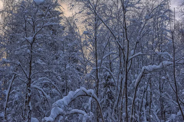 Arbres Avec Branches Neige Dans Les Chutes Neige — Photo