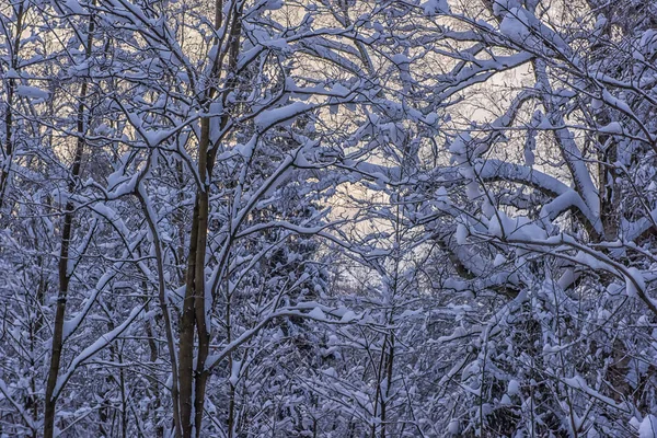 Δέντρα Χιόνι Κλάδους Χιονοπτώσεις — Φωτογραφία Αρχείου