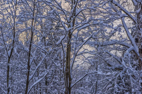 Деревья Снежными Ветвями Снегопаде — стоковое фото