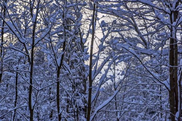 Árboles Con Ramas Nieve Nevadas — Foto de Stock