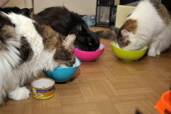 Russland Petersburg 2019 Viele Katzen Essen Tierheim — Stockfoto