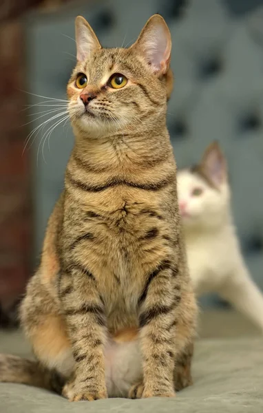 Mignon Rayé Avec Chat Brun — Photo