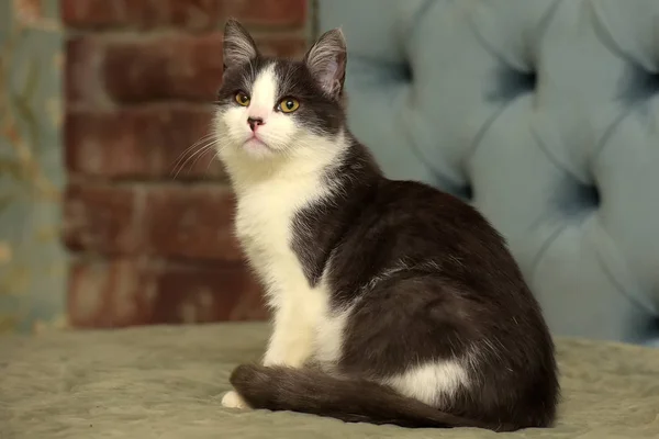 Bianco Con Grigio Giovane Gatto Carino — Foto Stock