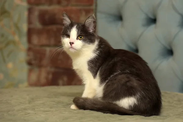 Bianco Con Grigio Giovane Gatto Carino — Foto Stock