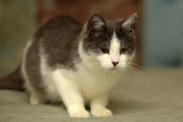 Weiß Mit Grauer Junger Süßer Katze — Stockfoto